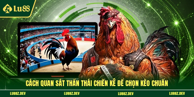 Cách quan sát thần thái chiến kê để chọn kèo chuẩn