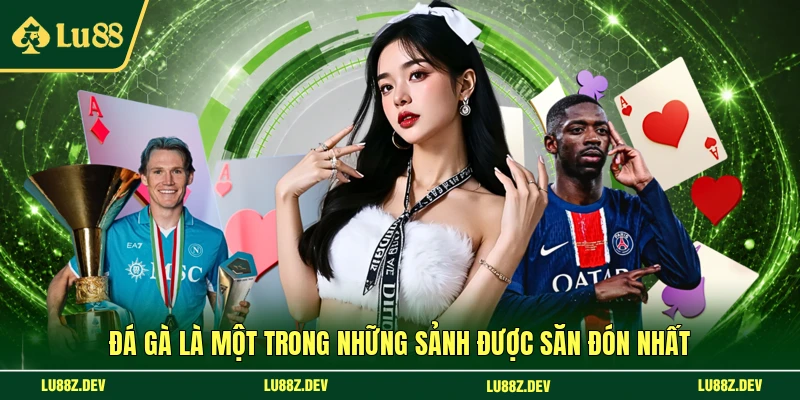 Đá gà là một trong những sảnh được săn đón nhất