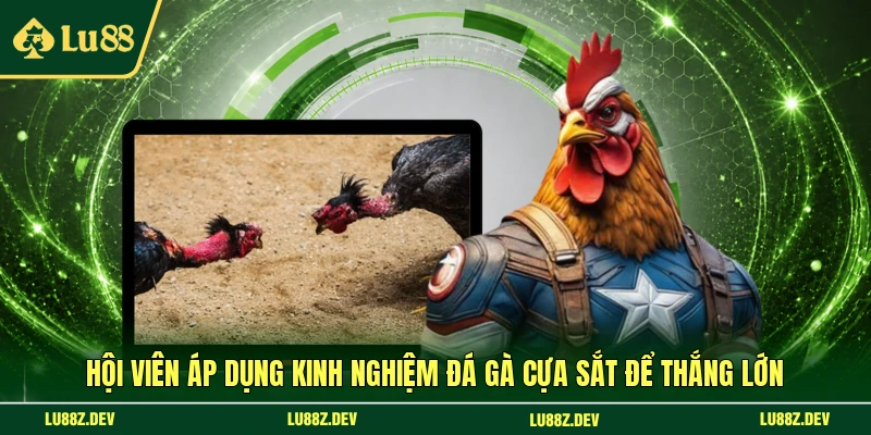 Hội viên áp dụng kinh nghiệm đá gà cựa sắt để thắng lớn