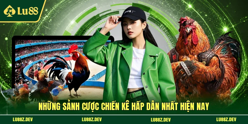 Những sảnh cược chiến kê hấp dẫn nhất hiện nay